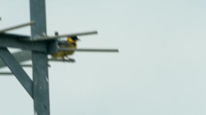 Black-headed Bunting