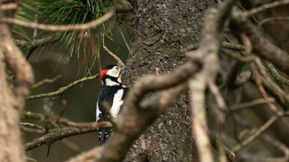 Great Spotted Woodpecker
