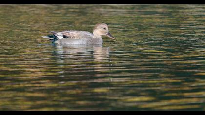 Gadwall