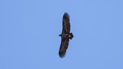 Cinereous Vulture