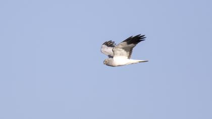 Hen Harrier
