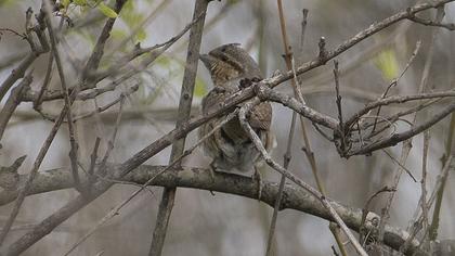 Eurasian Wryneck