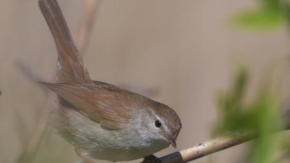 Cetti`s Warbler