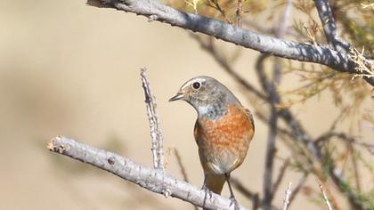 Common Redstart