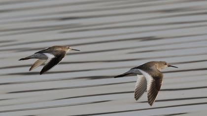 Common Redshank