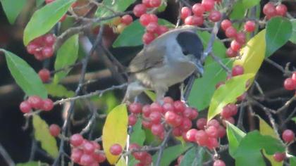 Karabaşlı ötleğen