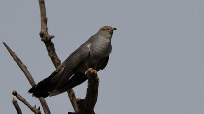 Common Cuckoo