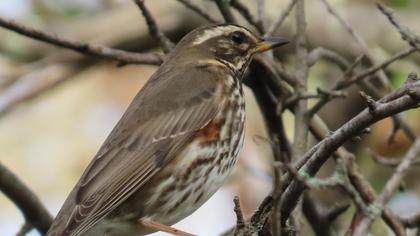 Redwing