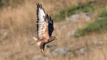 Long-legged Buzzard