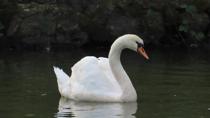 Mute Swan