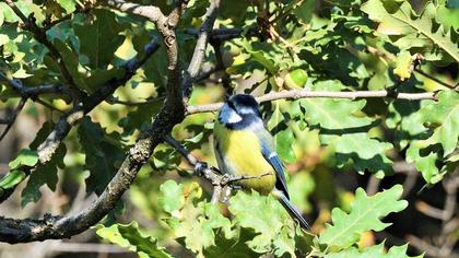Eurasian Blue Tit