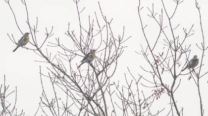 Fieldfare