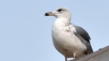 Caspian Gull