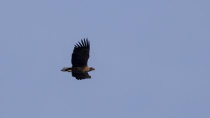 White-tailed Eagle