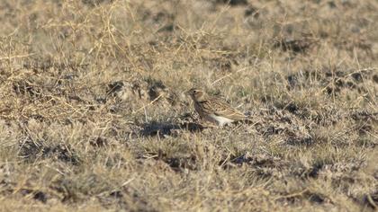 Eurasian Skylark