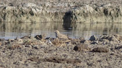 Turkestan Short-toed Lark