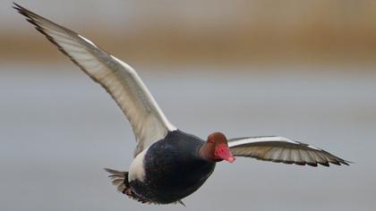 Red-crested Pochard