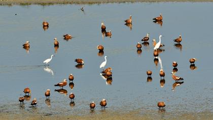 Ruddy Shelduck