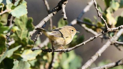 Common Chiffchaff