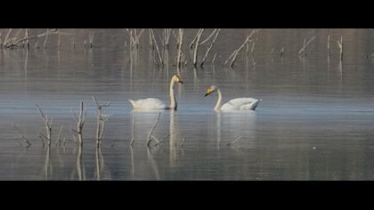 Whooper Swan