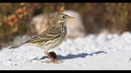 Meadow Pipit