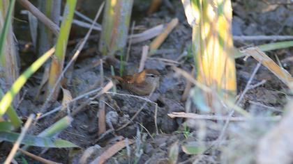 Eurasian Wren
