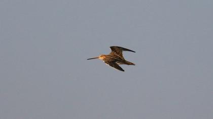 Common Snipe