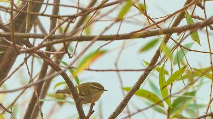 Yellow-browed Warbler