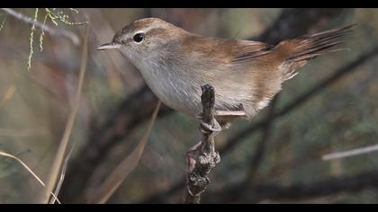 Cetti`s Warbler