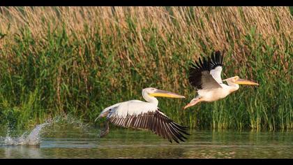 Great White Pelican