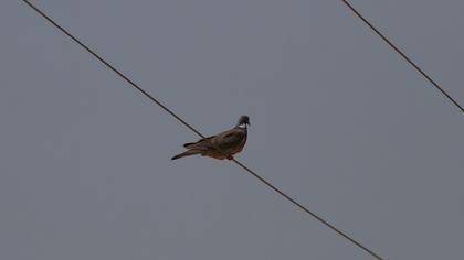 Tahtalı
