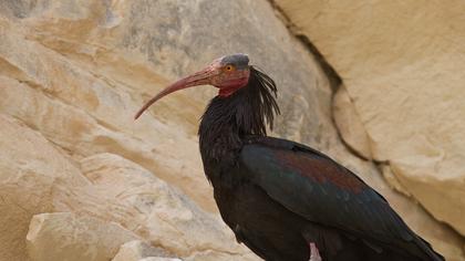 Kelaynak