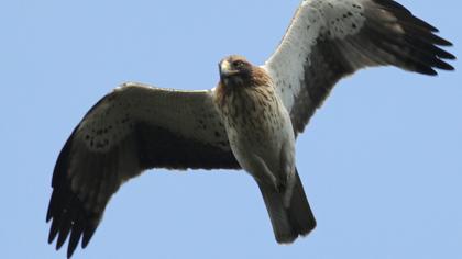 Küçük kartal