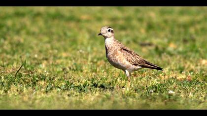 Dağ cılıbıtı