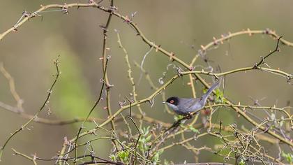 Maskeli ötleğen
