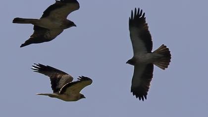Küçük kartal