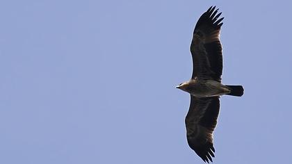 Şah kartal