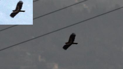 Küçük kartal