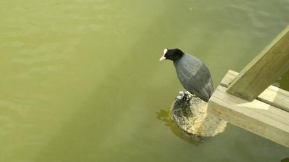 Sakarmeke