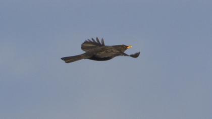 Karatavuk
