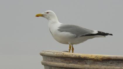 Gümüş martı