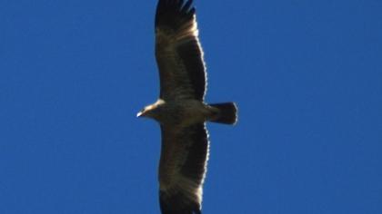 Şah kartal