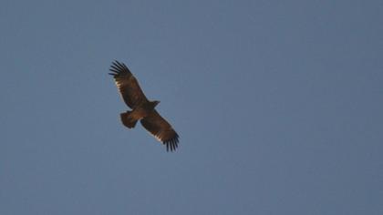 Şah kartal