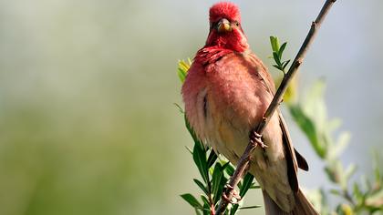 Çütre