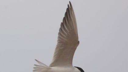 Gülen sumru