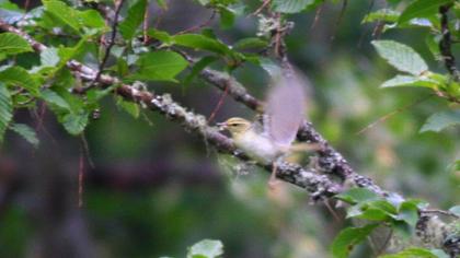 Yeşil çıvgın