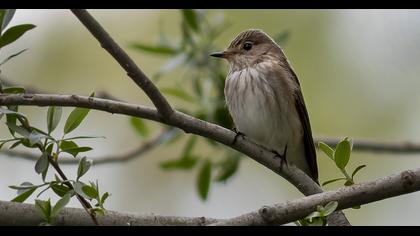 Spotted Flycatcher