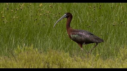 Glossy Ibis