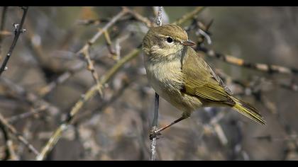 Common Chiffchaff