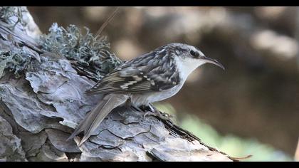 Short-toed Treecreeper